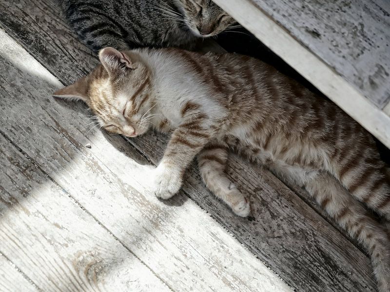 Cats in sunshine IV by Mad Dog Fotografie