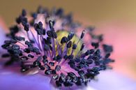 Purpuranemone von Bärbel Severens Miniaturansicht