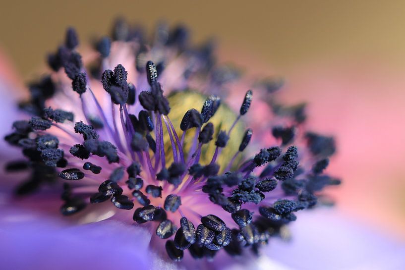 Purpuranemone von Bärbel Severens