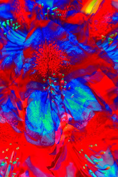 Roodblauwe rododendronbloesem, abstract, rood-blauw, rhododendron, abstract van Torsten Krüger