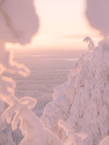 Uitzicht op besneeuwde bomen in Lapland met zonsondergang | reisfotografie print