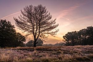 Nationaal Park De Meinweg in Limburg - Nederland