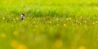 Kievitjong in gras met bloemen van Arjan van Duijvenboden thumbnail
