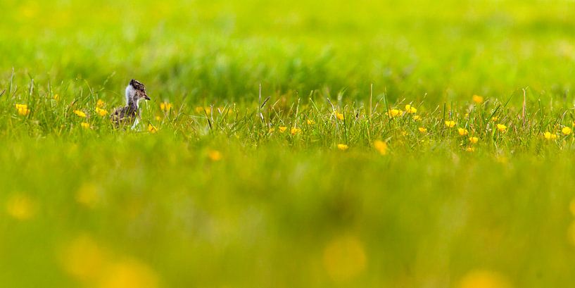 Kievitjong in gras met bloemen van Arjan van Duijvenboden