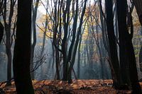 Des arbres dansants entourés de rayons de soleil