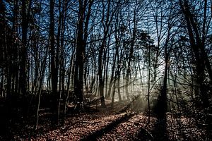 Morgennebel 