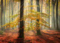 Magical light