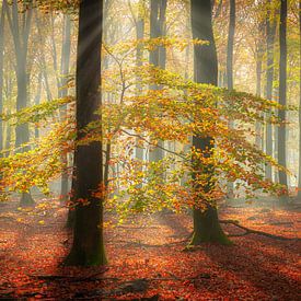 Magisches Licht von Arjen Noord