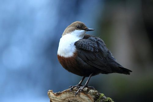 Dipper Duitsland