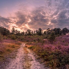 purple van Bas Handels