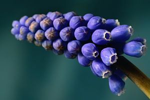 blauwe druif bloem van Saskia Schotanus