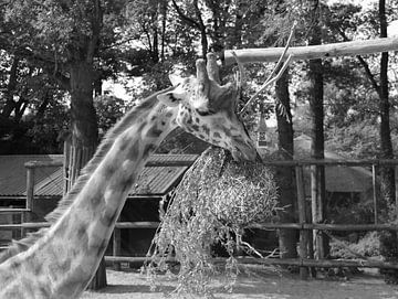 Giraf aan het eten in zwart wit. van Jose Lok