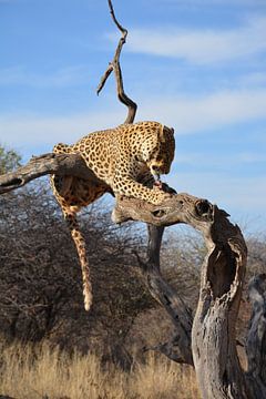 Luipaard aan het diner