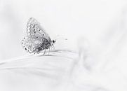 Schmetterling in schwarz und weiß von Remco loeffen Miniaturansicht