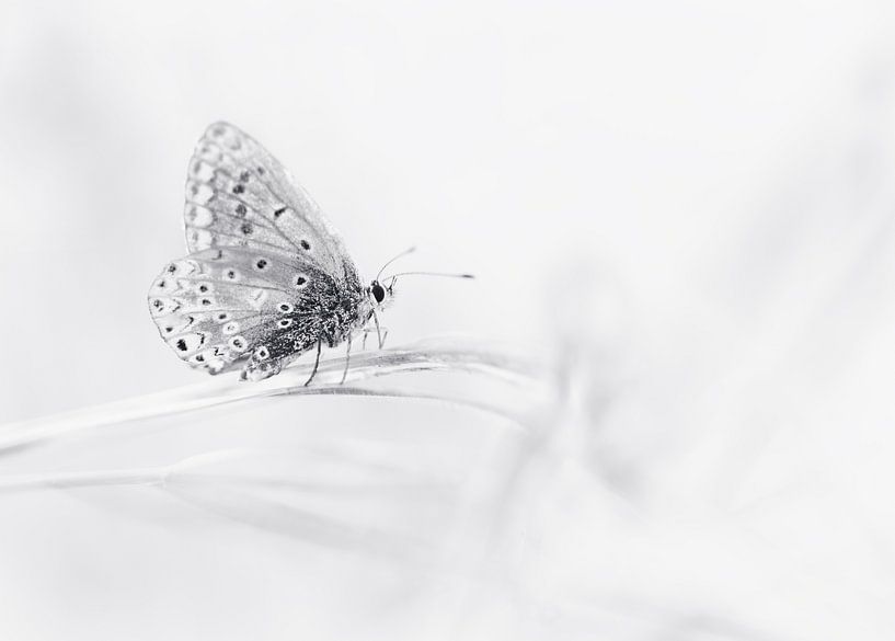 Schmetterling in schwarz und weiß von Remco loeffen