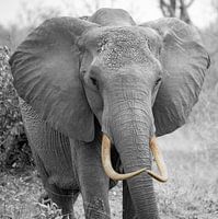 Boze olifant in duotone, Kenia