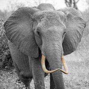 Eléphant en colère à Duotone, Kenya