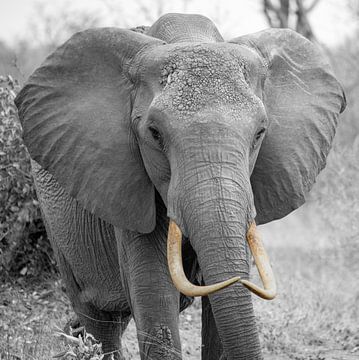 Boze olifant in duotone, Kenia van Jan Fritz