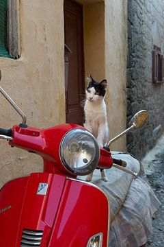 kat op rode scooter van gj heinhuis