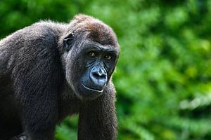 Porträt eines Gorillas, der in die Kamera schaut