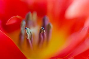 Red tulip by Drie Bloemen Gallery