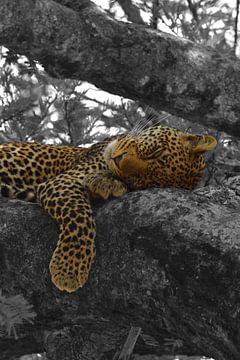 Leopard im Baum von Marco van Beek