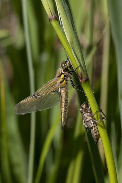 Libellula Quadrimaculata a dragonfly drying its wings after emerging from the cocoon by W J Kok