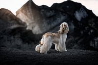 Afghan Hound in Iceland