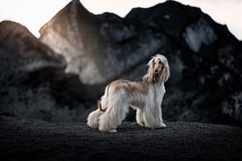 IJsland, Afghaanse Windhond bij Sólheimajökull van Traveling dogs