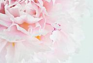 Rose in soft white 2 by Greetje van Son thumbnail