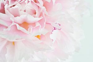 Rose en blanc doux 2