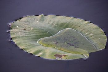 Floating leaf