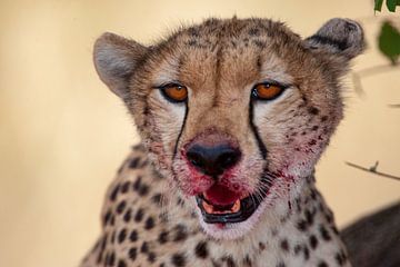 Cheetah na maaltijd van Peter Michel