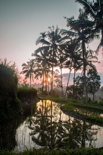 Sunrise Over a Rice Field
