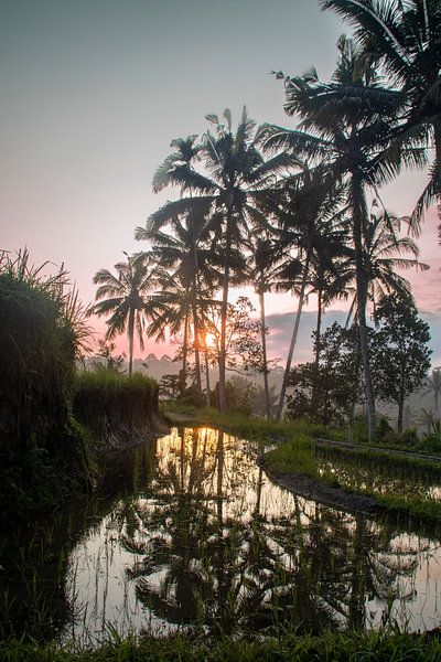 Sunrise Over a Rice Field by Mirjam van de Ven
