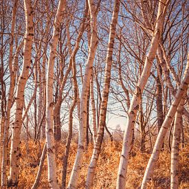 Fochteloërveen [Strahlender Wintertag II] von rosstek ®