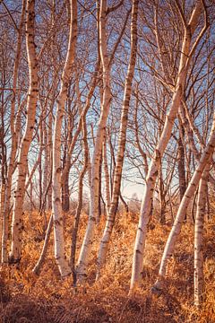 Fochteloërveen [Journée radieuse d'hiver II]