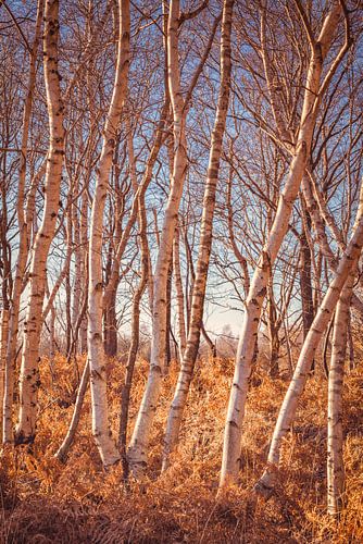 Fochteloërveen [Strahlender Wintertag II] von rosstek ®