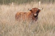 Highlander écossais par Rando Kromkamp Aperçu