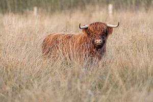Schottischer Highlander
