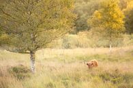 Gasteren in Drenthe von Ton Drijfhamer Miniaturansicht