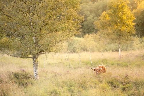 Gasteren nature area in Drenthe by Ton Drijfhamer