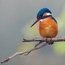 Kingfisher by IJsvogels.nl - Corné van Oosterhout thumbnail