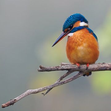 Eisvogel von Eisvogel.land - Corné van Oosterhout