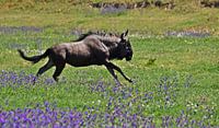 Wildebeest on a green meadow with blue viper's bugloss by Werner Lehmann thumbnail