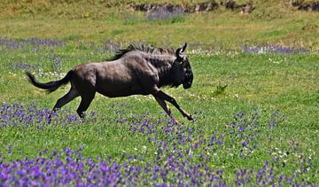 Wildebeest on a green meadow with blue viper's bugloss by Werner Lehmann