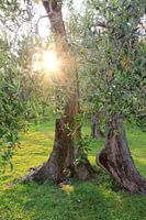 Oude knoestige olijfboom met felle zon