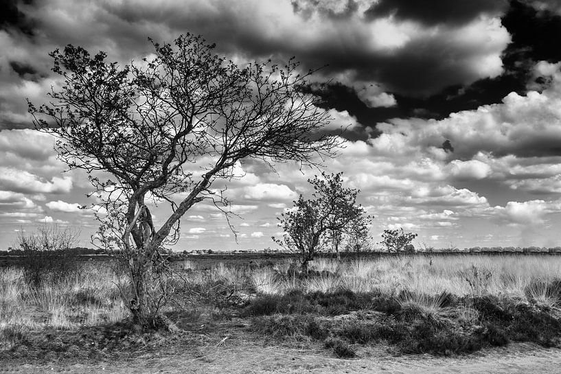 3 (trees) in a row Balloërveld by R Smallenbroek