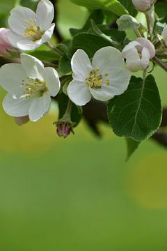 Een appelboom in bloei in de tuin van Claude Laprise