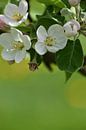 An apple tree in bloom in the garden by Claude Laprise thumbnail